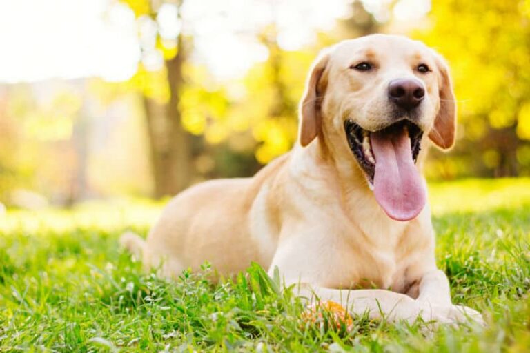 Esta vacinação é obrigatória para todos os cães com mais de três anos