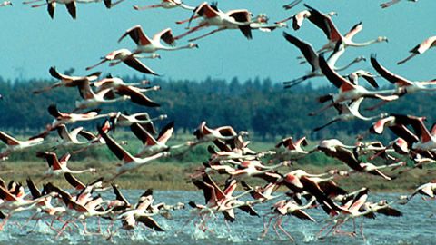 A proposta de Plano de Cogestão da Reserva Natural do Estuário do Tejo foi aprovada a 19 de junho