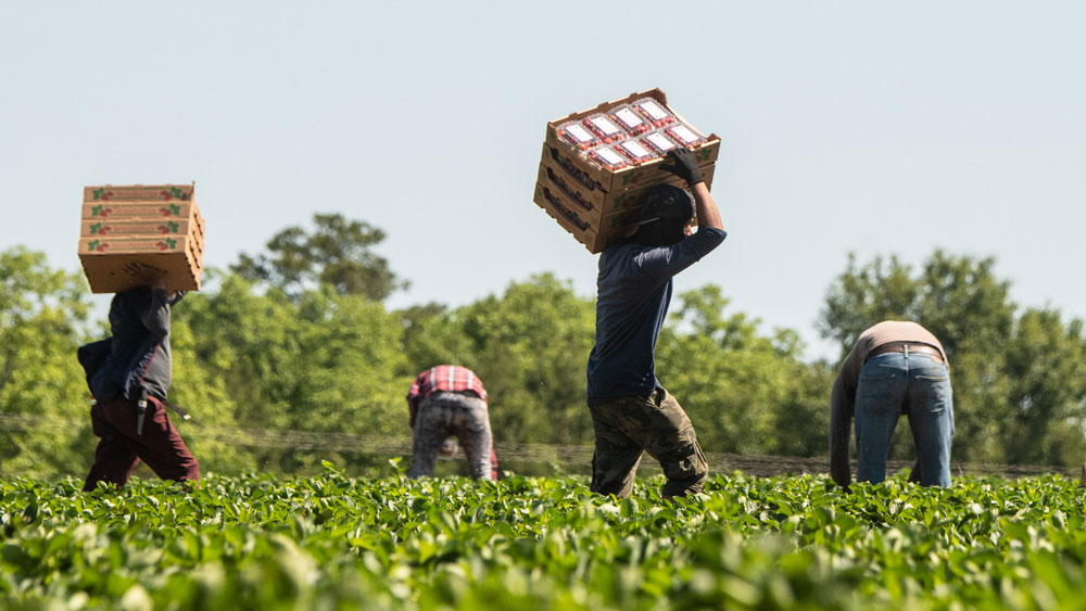 Agricultura é um dos setores mais procurados pelos imigrantes