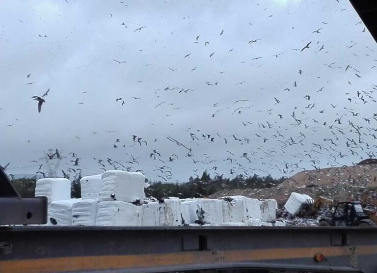 Cenário de gaivotas no aterro