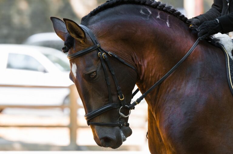 Competição de dressage com acesso gratuito