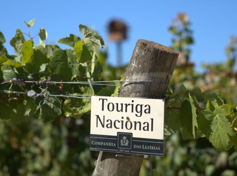 Uma das apostas da Companhia das Lezírias