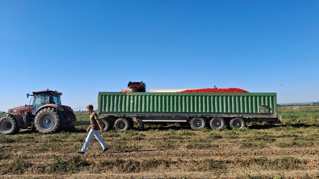 Tractor com reboque cheio de tomate colhido, num campo agrícola em Azambuja, com um trabalhador a caminhar em primeiro plano