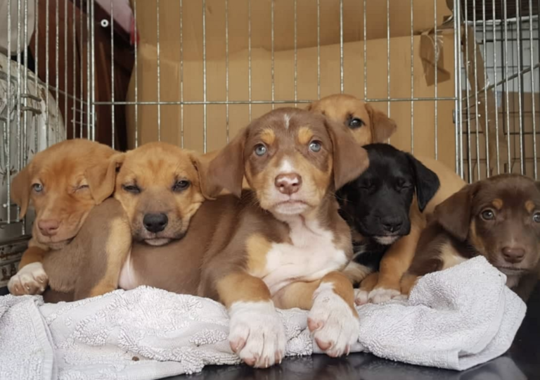 IRA e Câmara de Arruda dos Vinhos asseguram alimentação animal a famílias desalojadas