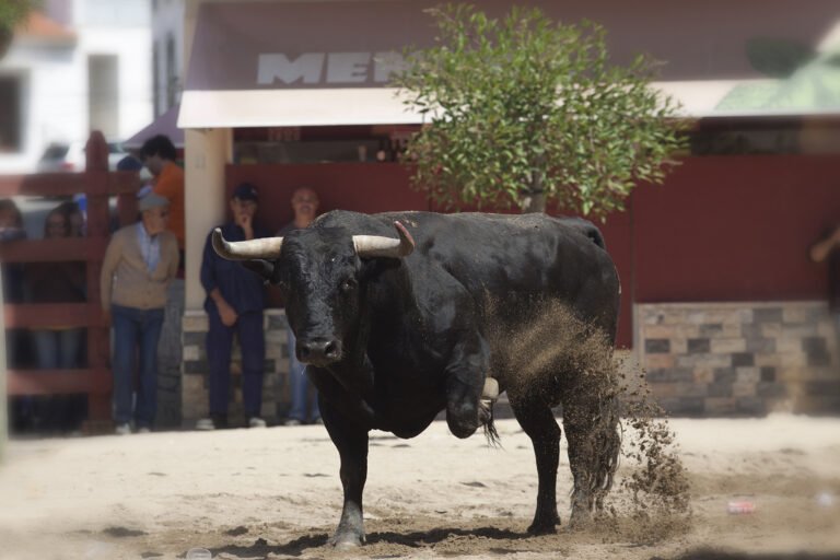 Mais uma edição da Feira de Maio em Azambuja