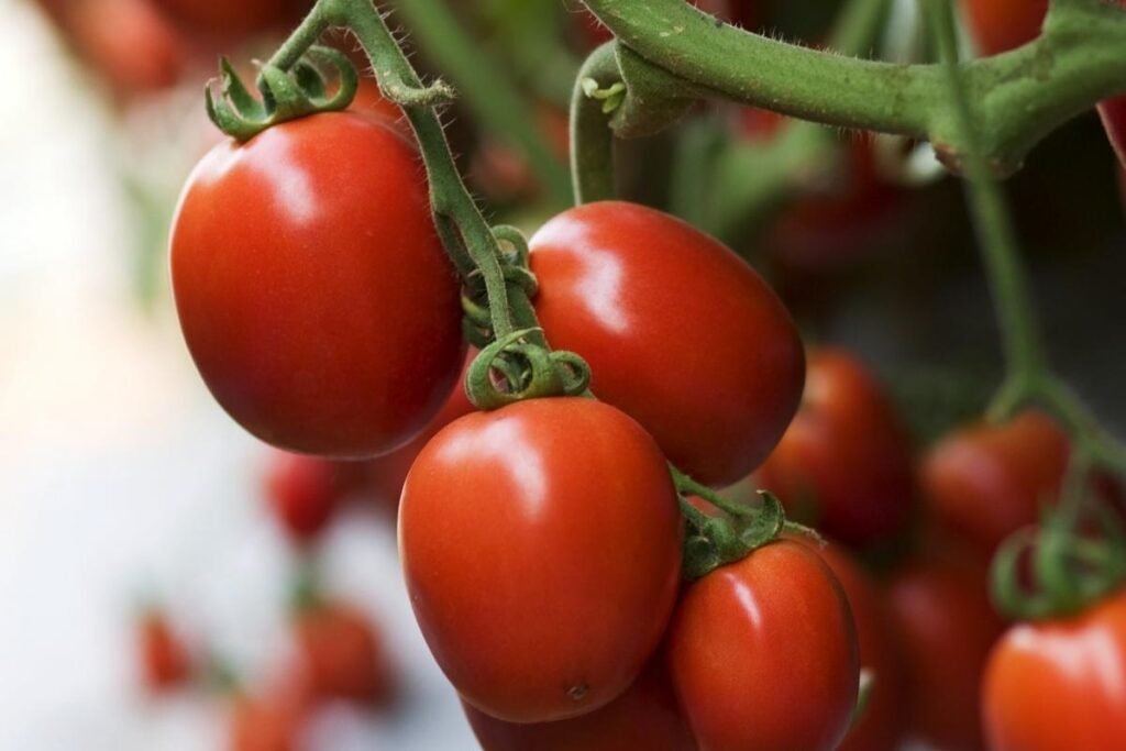 Tomates maduros prontos para transformação industrial no setor agroalimentar