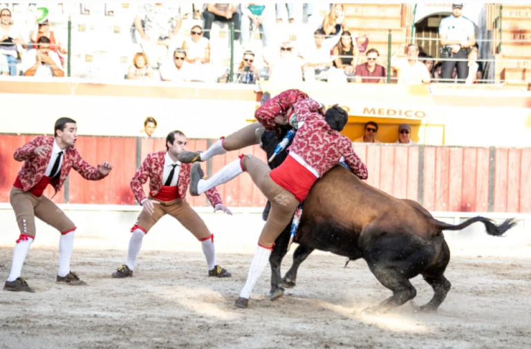 Foto: Sofia Rodrigues - Os Forcados de Vila Franca na Corrida do Colete Encarnado