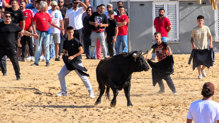 Feira de Outubro leva tradição tauromáquica às ruas de Vila Franca de Xira