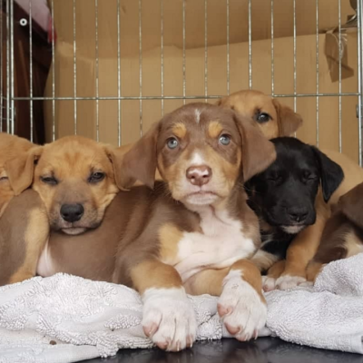 IRA e Câmara de Arruda dos Vinhos asseguram alimentação animal a famílias desalojadas