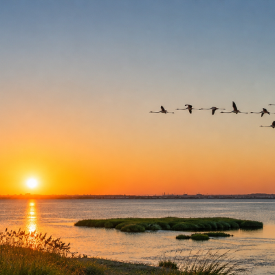 Reserva Natural do Estuário do Tejo celebra 50 anos com programa aberto ao público
