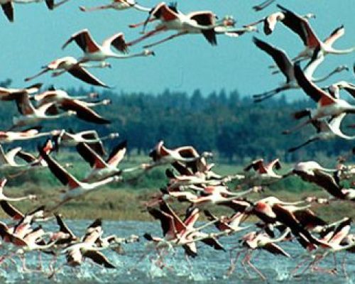 A proposta de Plano de Cogestão da Reserva Natural do Estuário do Tejo foi aprovada a 19 de junho