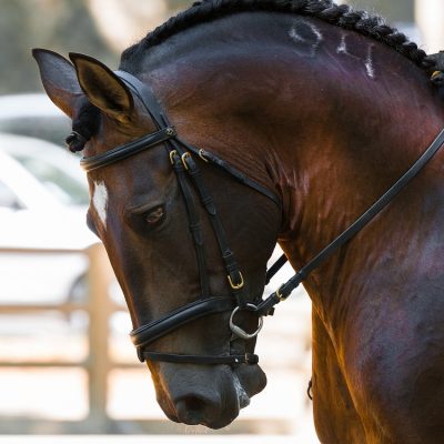 Competição de dressage com acesso gratuito