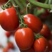 Tomates maduros prontos para transformação industrial no setor agroalimentar